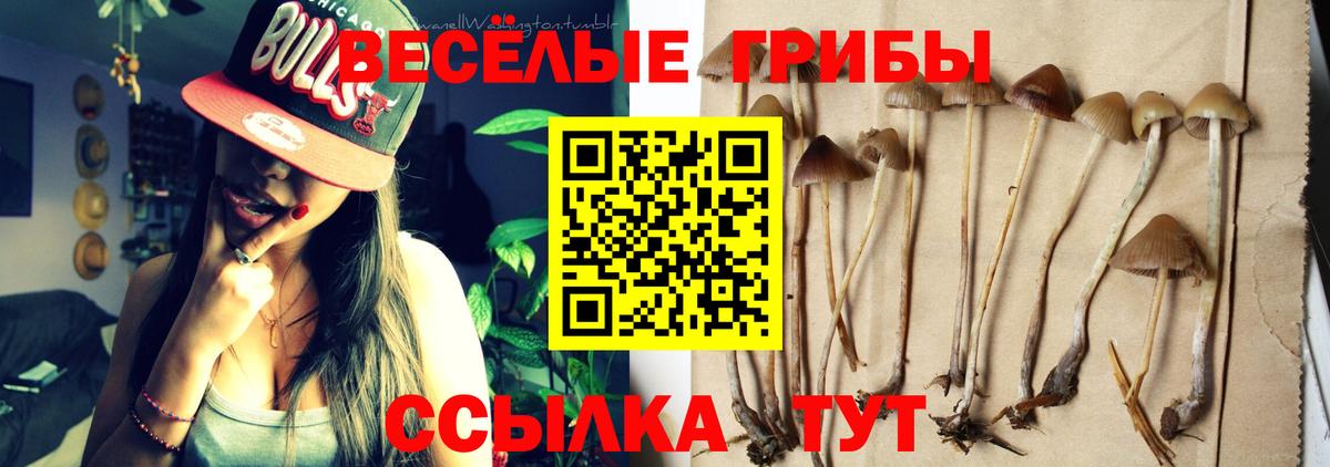 Псилоцибиновые грибы Cubensis Геленджик